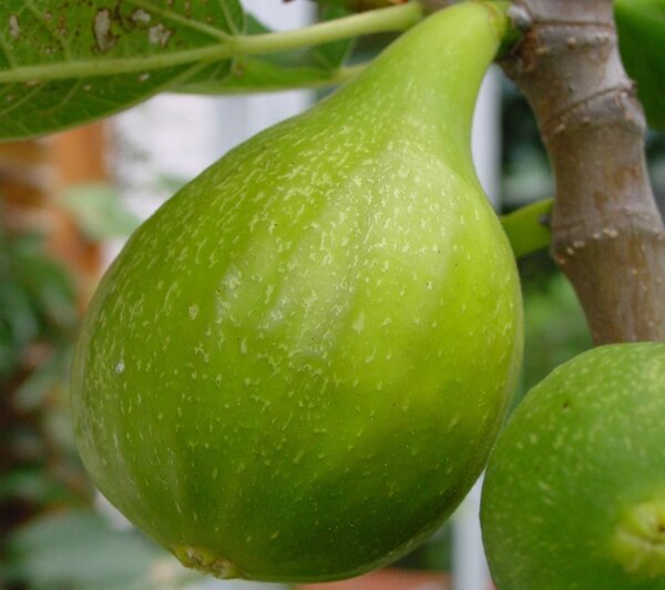 Figuier, Ficus carica, Figue jaune