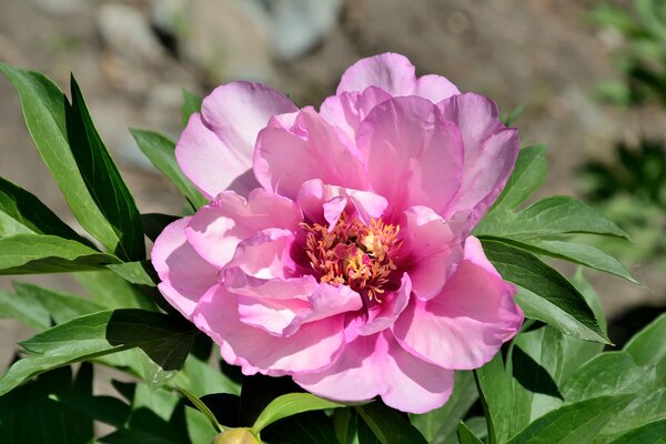 Paeonia First Arrival, Paeonia lactiflora x lutea, Paeonia Itoh Hybride, Pivoine, Pivoines en pot