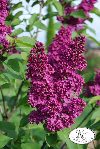 Syringa vulgaris 'Andenken an Ludwig Sp�th'