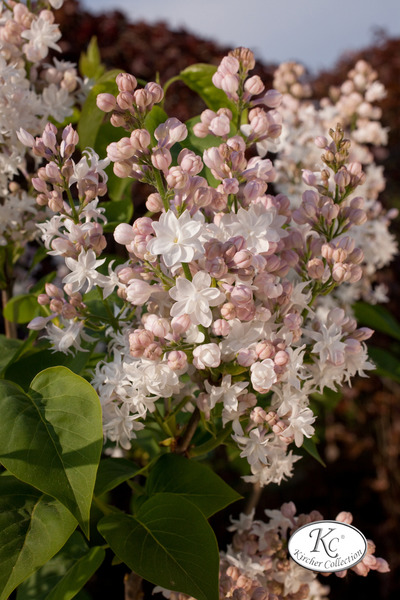 Syringa vulgaris 'Beauty of Moscow' ('Sch�ne von Moskau') XXL Pflanze