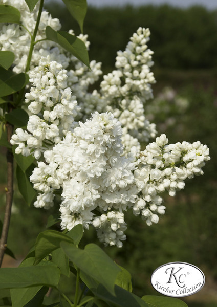 Flieder, Edelflieder 'Souvenir d'Alice Harding' XXL Pflanze