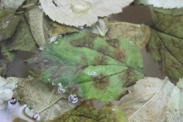 Lib&eacute;ration de spores de tavelure de pommier avec de l&rsquo;eau Lubera