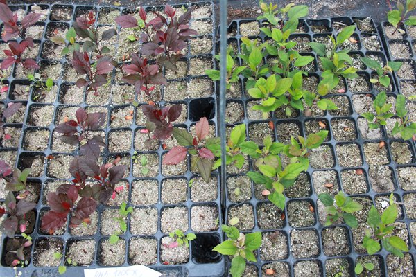 Tavelure des plants survivants Lubera