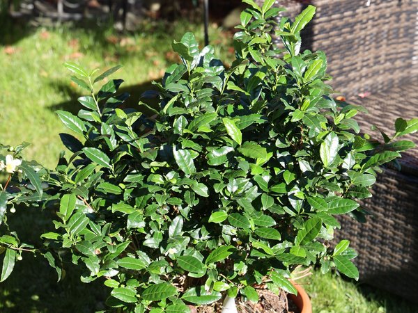 Pr&eacute;paration du th&eacute; Matcha, Camellia sinensis