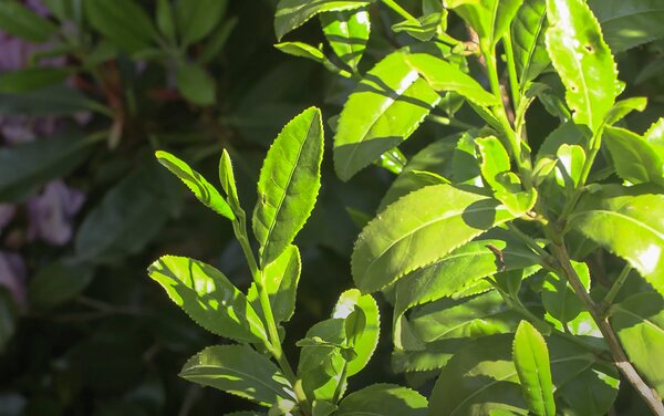 FreshTea, pousses de th&eacute;, pointes des pousses, camellia sinensis, cam&eacute;lia