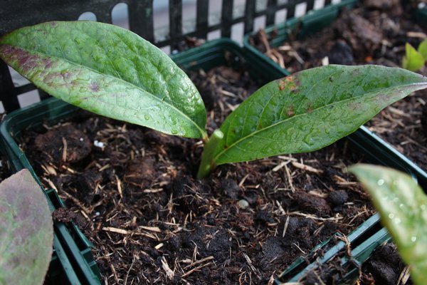 Multiplier un myrtillier Lubera