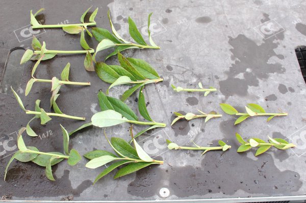 Multiplier un myrtillier Lubera