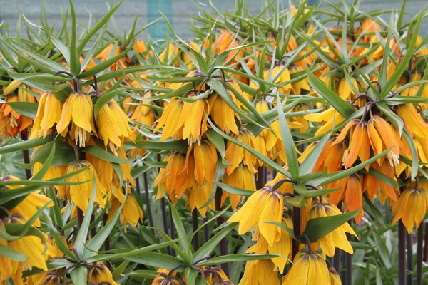 Couronne imp&eacute;riale (Fritillaria imperialis), fritillaire, Vivaces toxiques, plantes toxiques