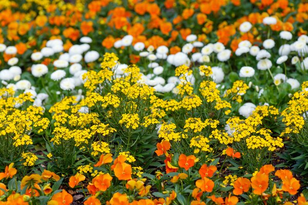 Girofl&eacute;es, Erysimum, bordure printani&egrave;re