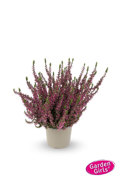 Winterharte Knospenheide Gardengirls� 'Amethyst' (S)