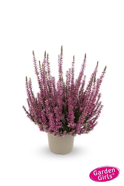 Winterharte Knospenheide Gardengirls� 'Dunja' (S)