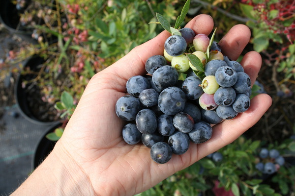 Sunshine Blue, heidelbeeren pfl&uuml;cken