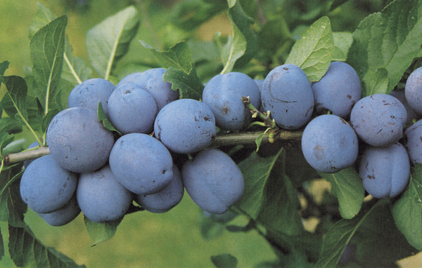&Eacute;claircir les fruits Quetschier Cacacs Sch&ouml;nste Lubera