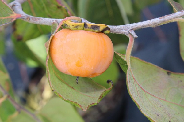 Planter, entretenir tailler les kakis Guide de culture Lubera des kakis Meader