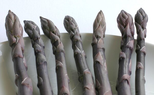 Asperges violettes Lubera&reg; PurpurVite&reg;, cultiver des asperges, Lubera