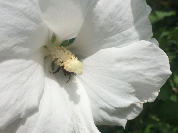 Hibiscus syriacus, Totus Albus