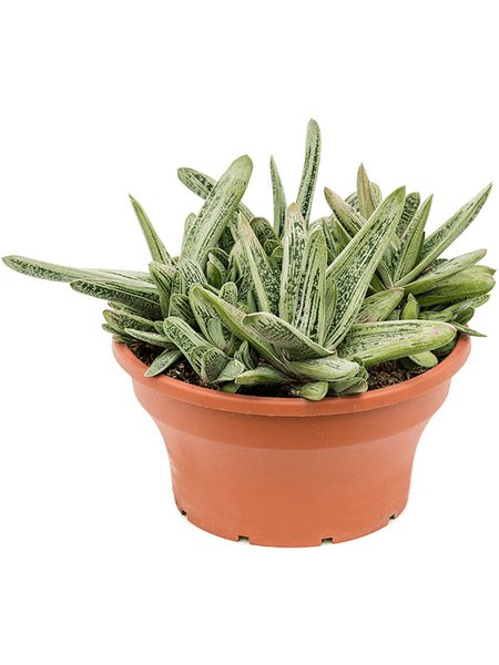 Gasteria 'Little Warty', im 25cm Topf, H�he 25cm, Breite 25cm