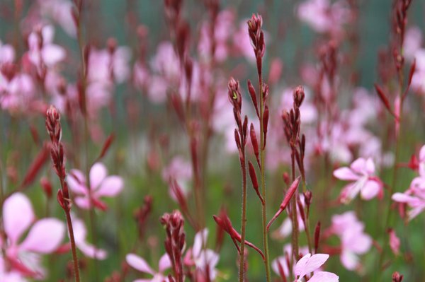 Gaura lindheimeri Siskyou Pink,  planter des plantes vivaces 