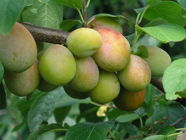 Prune jaune Rheingold, prunes bonnes pour la sant&eacute;