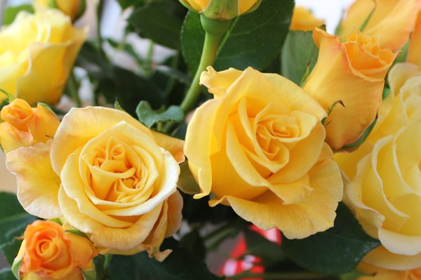 Rosier Promotion fin de saison Gelber Duft, planter des rosiers &agrave; grandes fleurs