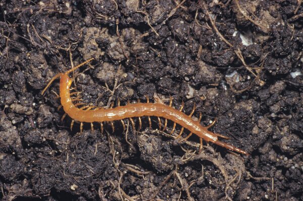 Mille-pattes, Geophilus, pr&eacute;dateurs, arthropodes, insectes, organismes vivant dans le sol