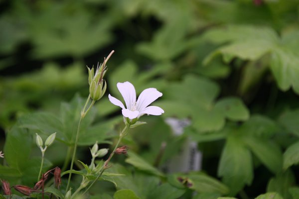 planter n g&eacute;ranium vivace