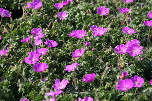 Plantes vivaces &agrave; longue floraison 