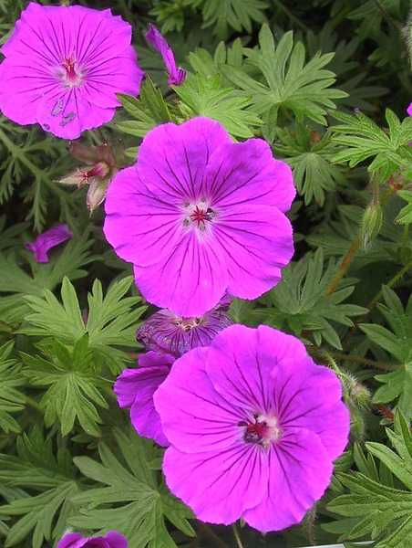 Geranium sanguineum x psilostemon 'Tiny Monster' 