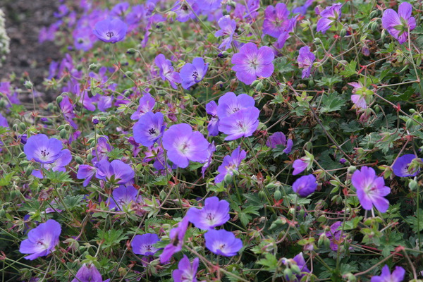 planter le g&eacute;ranium vivace