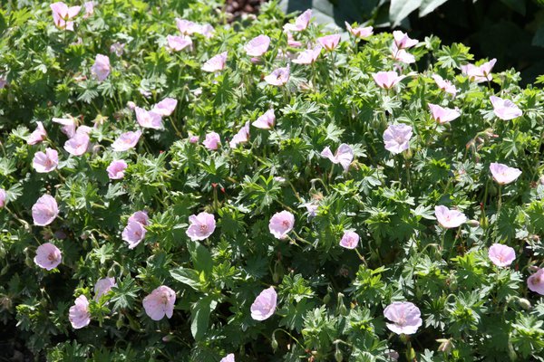 Planter le g&eacute;ranium vivace