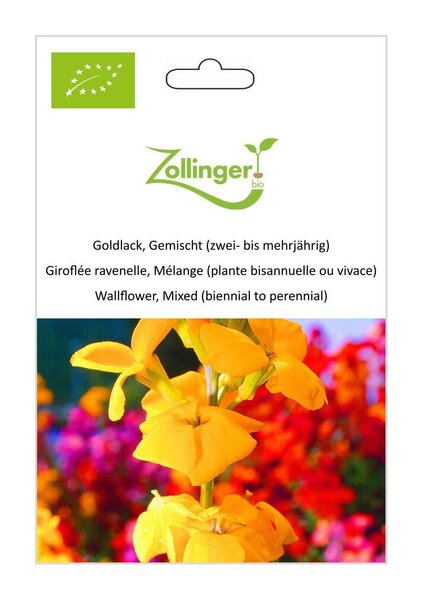 Goldlack, Gemischt (zwei- bis mehrj�hrig)