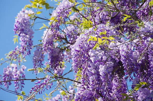 Glycine