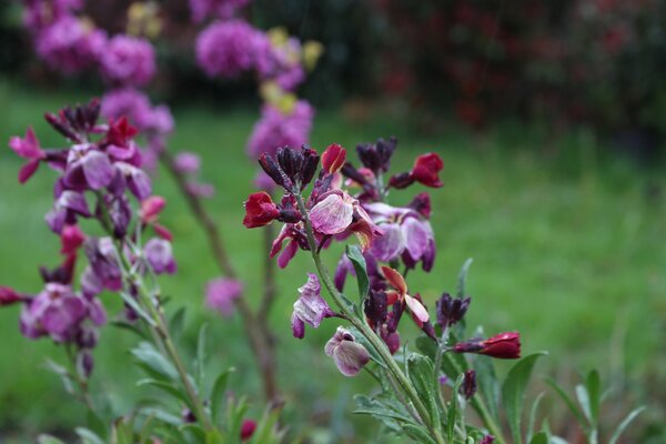 Girofl&eacute;es, Erysimum,