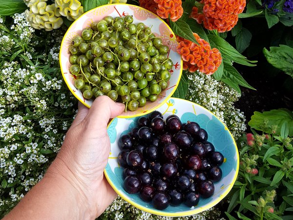 Groseilles et cassis, ribes rubrum et ribes nigrum, Greenlife, berry-licious Ranka Tessin