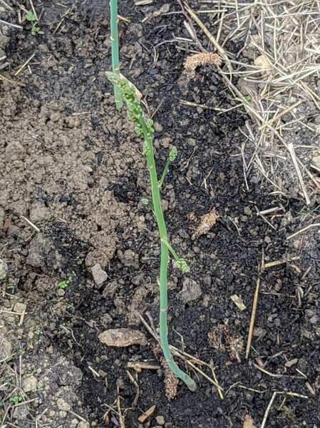 Asperges vertes Lubera&reg; VerteVite&reg;, cultiver des asperges, Lubera