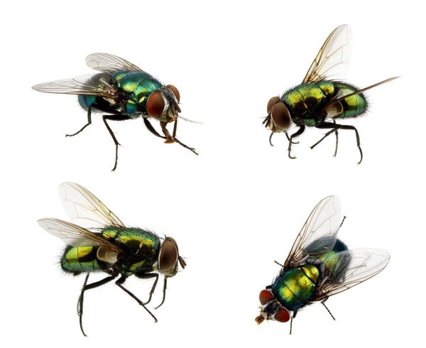 Si une mouche verte surgit, bient&ocirc;t elles apparaitront en nombre?