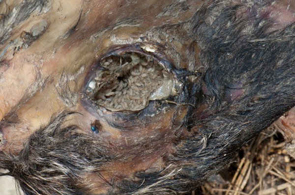 Mouche verte sur une charogne d&rsquo;animal