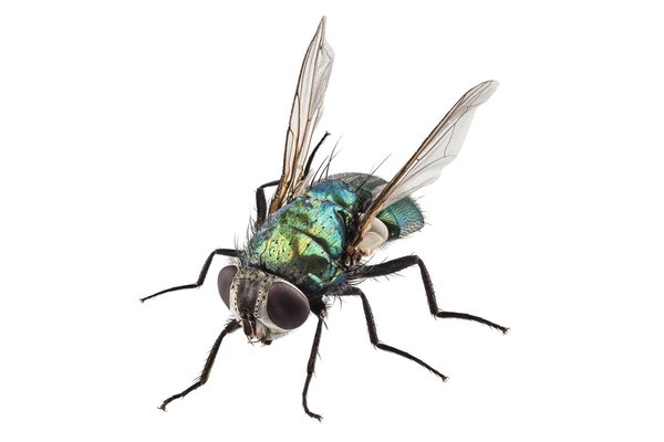 Mouche verte, <i>Lucilia sericata</i>