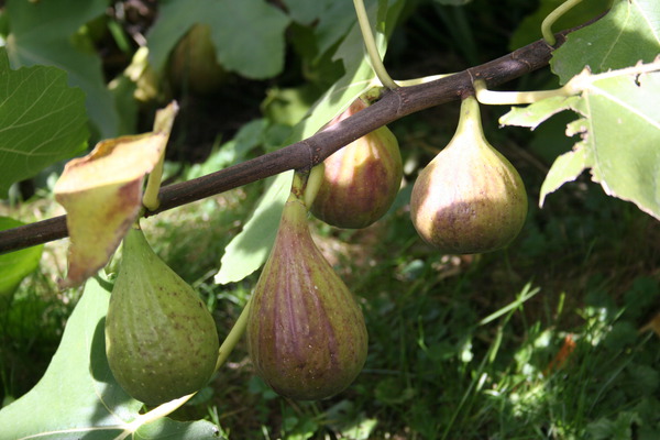 Plusieurs fruits sur l'arbre