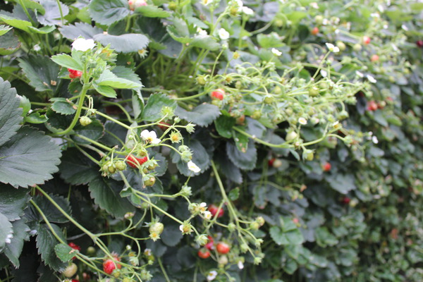 Fraises saines Fraisier Parfum Freejumper Lubera