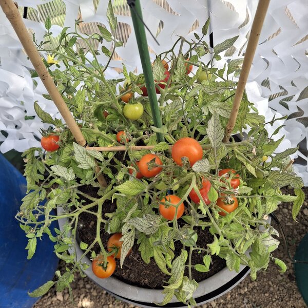 Tomate retombante 'Tumbling Bella', Solanum lycopersicum 'Tumbling Bella', tomates qui ne fleurissent pas