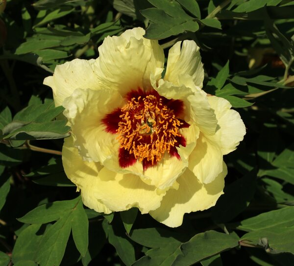 Paeonia Hai Huang, Paeonia x suffruticosa, pivoine, pivoines, pivoines arbustives, pivoines arbustives