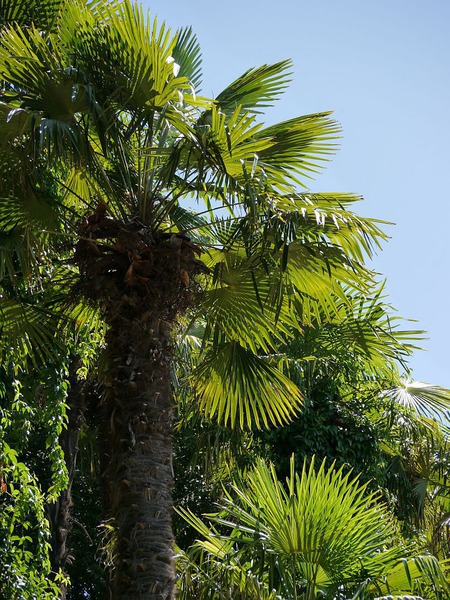 Tessiner Hanfpalme Lubera