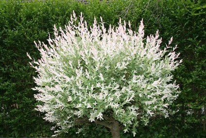 Tailler et entretenir le saule crevette (<i>Salix integra Hakuro Nishiki</i>)