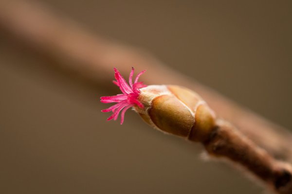 Fleur de noisetier femelle