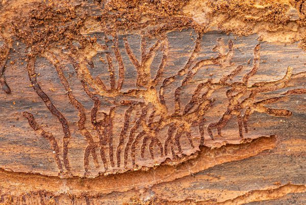 Capricorne des maisons : galeries typiques de ces parasites