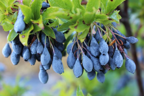 Hivernage des myrtilliers Myrtilliers Blautropf Lubera