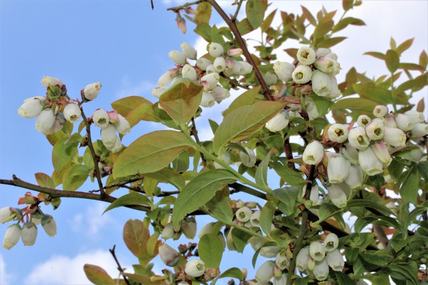 Pollinisation des myrtilles
