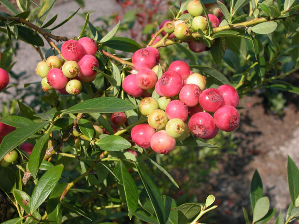 Myrtille Pinkbeere&reg; Pink Lemonade&reg;