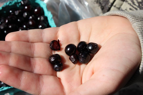 Myrtilles Bleuets Huckleberry Pacific Spear Lubera